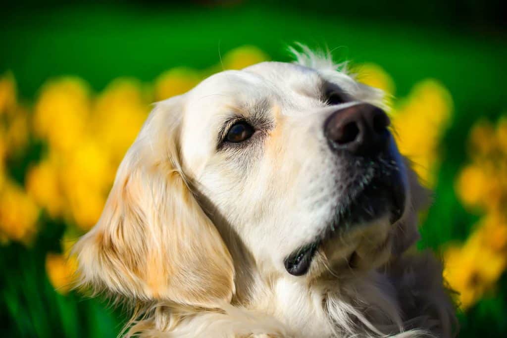 How To Groom Your Golden Retriever (To Keep Them Healthy ...
