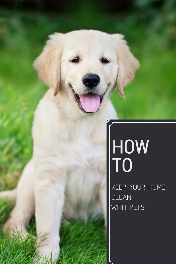 How to keep your home clean with pets!