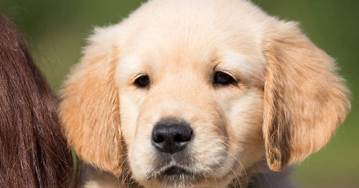 How To Pick A Golden Retriever Puppy From The Litter (6 ...