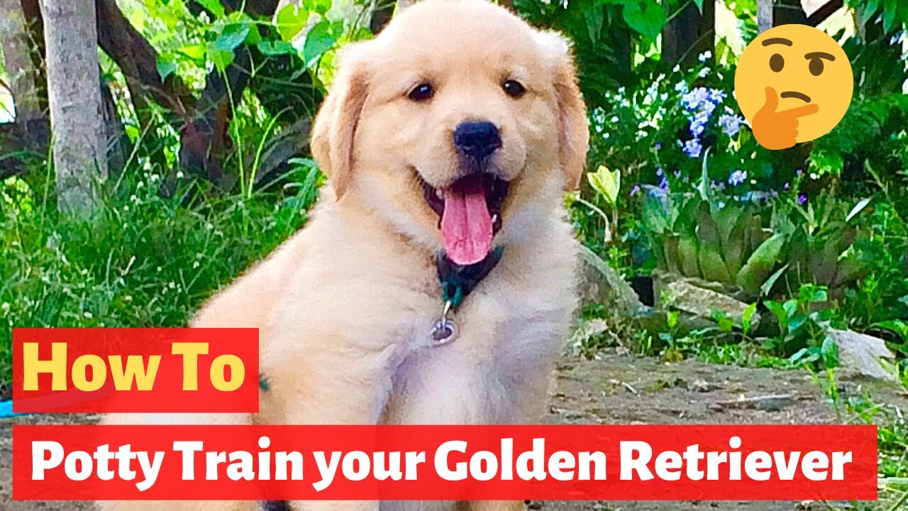 How to Potty train a Golden Retriever puppy? Effective yet ...