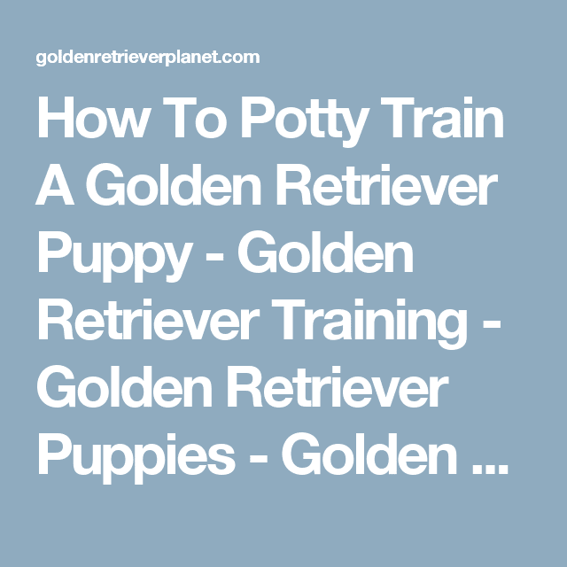 How To Potty Train A Golden Retriever Puppy