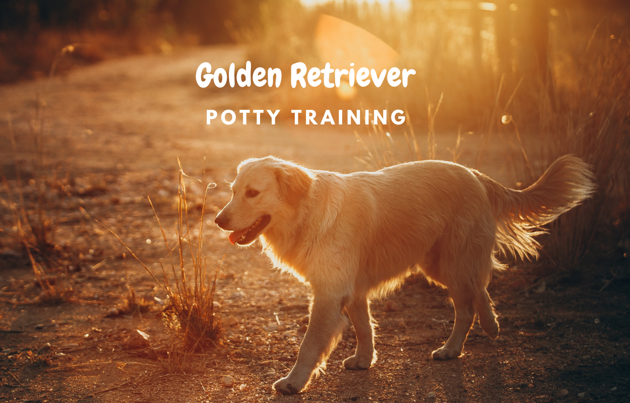 How to Potty train Golden Retriever Puppy: Get job done in ...