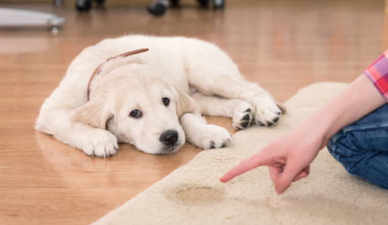 How to potty train your Golden retriever and the most ...