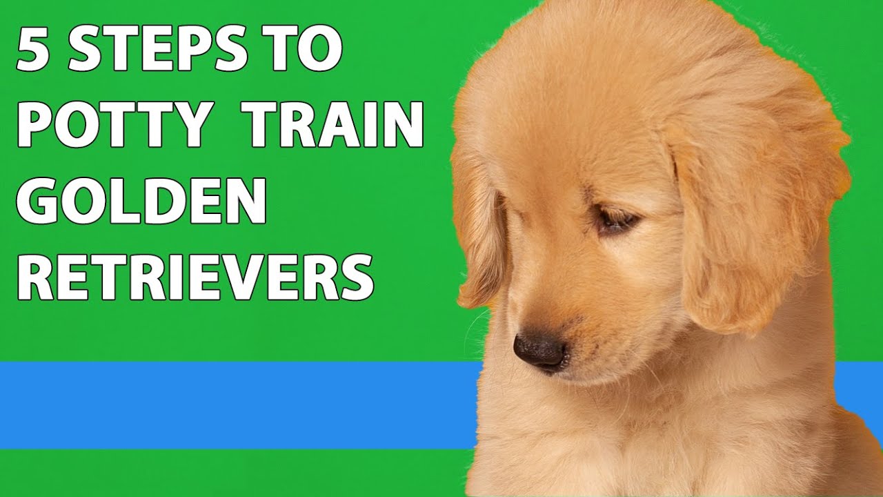 How To Potty Train Your Golden Retriever Puppy (5 Easy ...