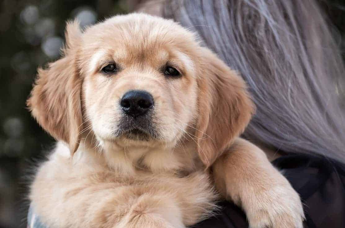 How To Potty Train Your Golden Retriever Puppy (In Just 2 ...