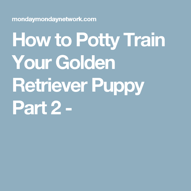 How to Potty Train Your Golden Retriever Puppy Part 2