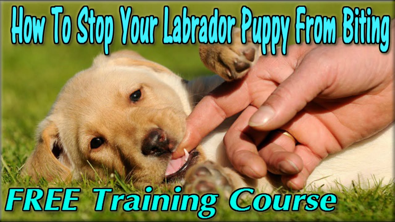 How To Stop a Lab Puppy From Biting FREE COURSE Train ...