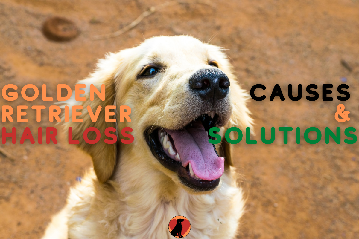 How To Stop My Golden Retriever From Losing Hair? 10 Quick ...