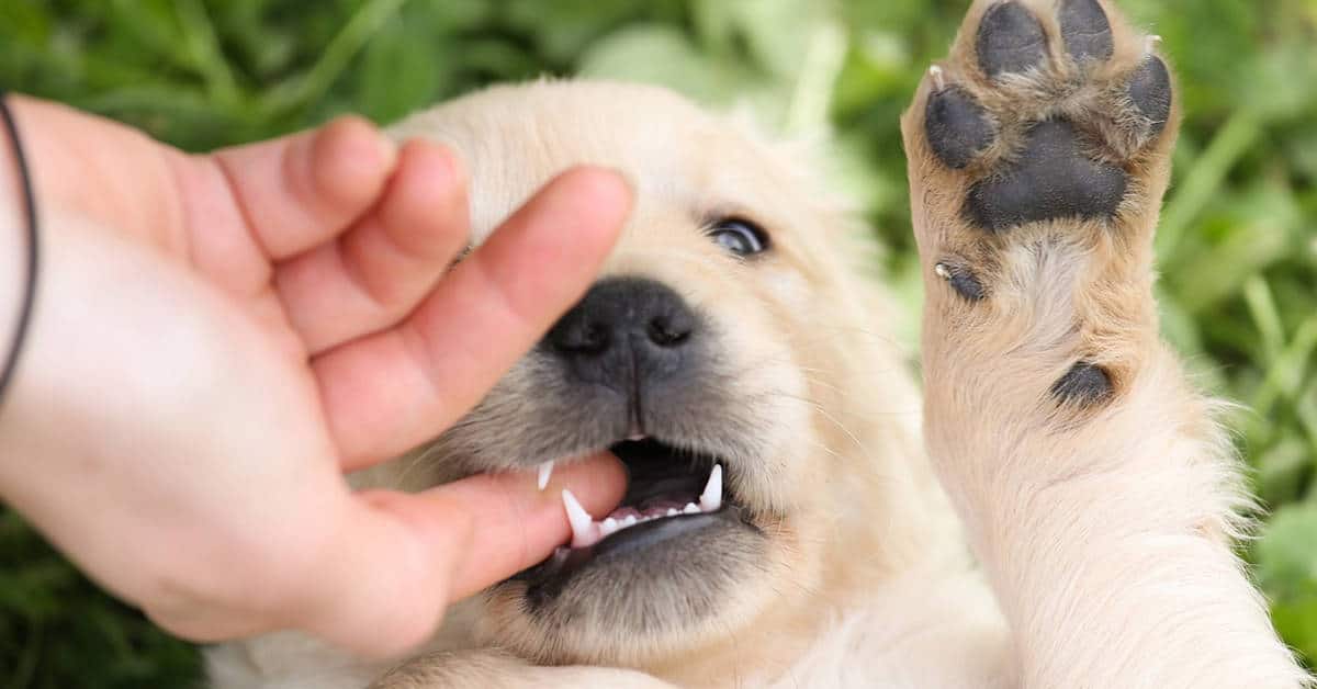 How To Stop Your Golden Retriever Puppy From Biting &  Nipping