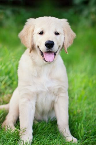 How To Take Care of A Golden Retriever Puppy