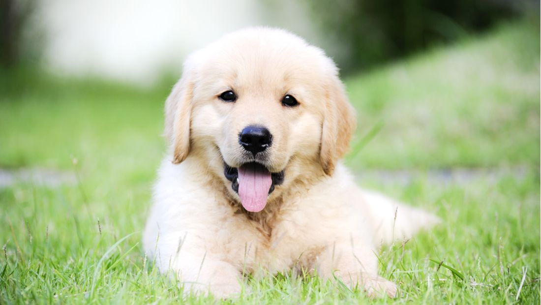 How to take care of your Golden retriever puppy: A guide for new dog ...