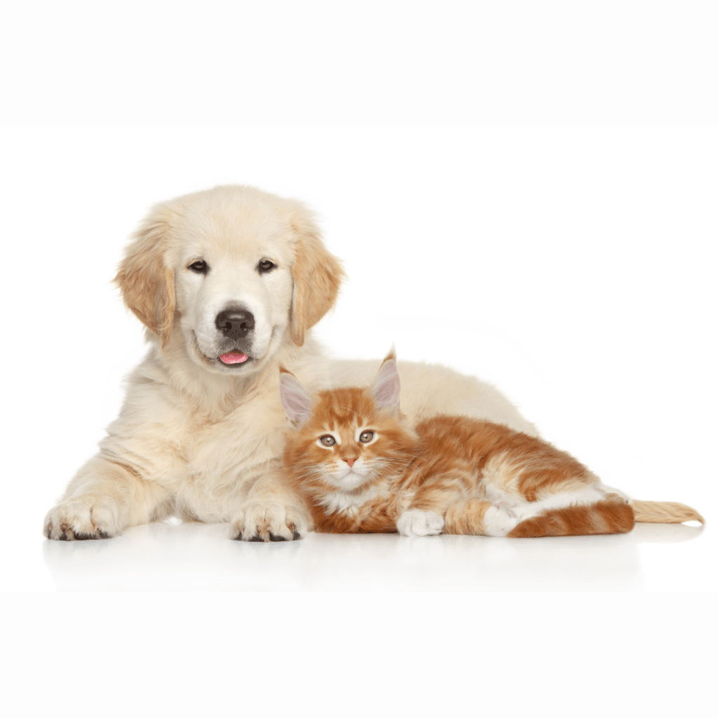 How To Take Care of Your Golden Retriever Puppy