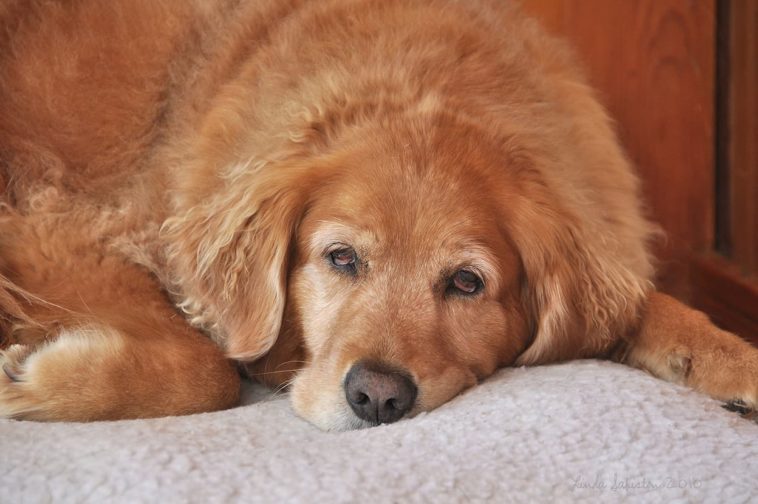 How to take care of your Golden retrievers as they age ...