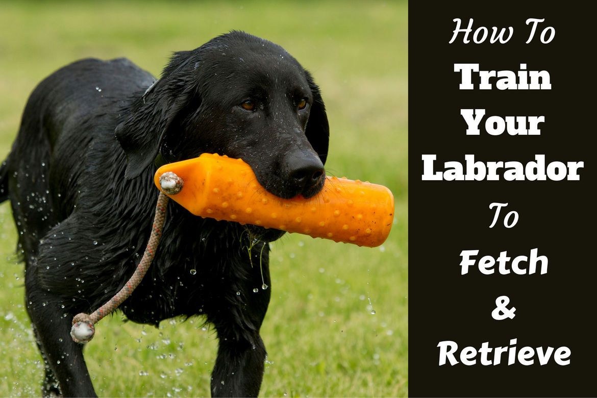 How to Teach Your Labrador to Fetch and Retrieve ...