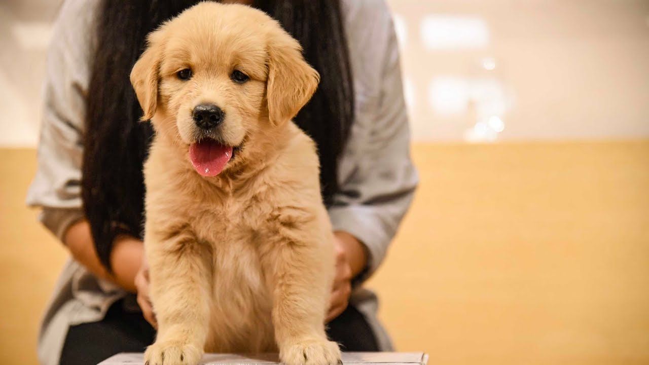 How To Toilet Train Golden Retriever Puppy