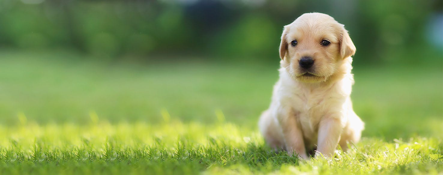 How to Train a Golden Retriever Puppy to Sit
