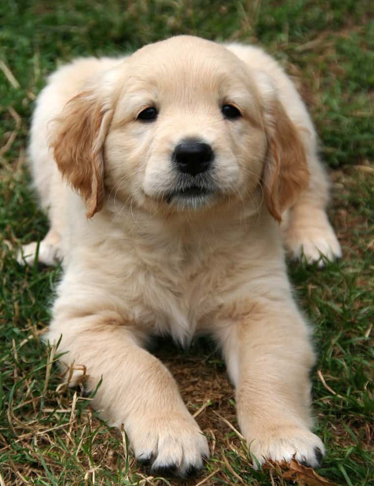 How To Train A Golden Retriever To Come When Called (Every ...