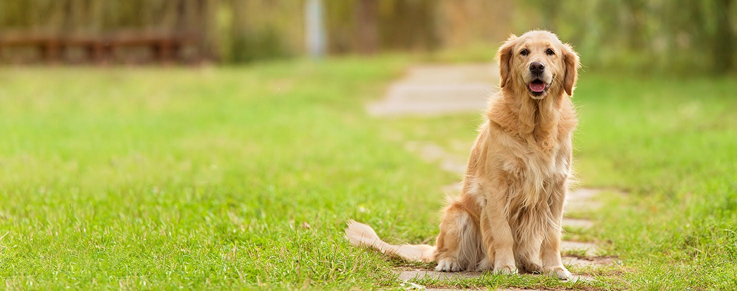 How to Train a Golden Retriever to Sit