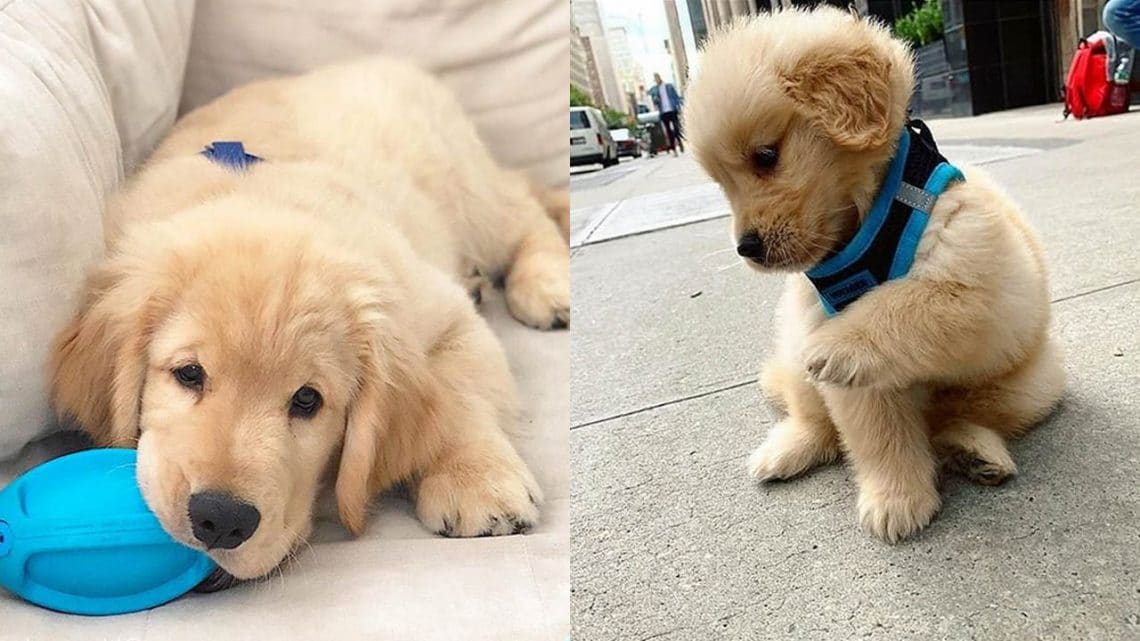 How To Train Golden Retriever Puppy?