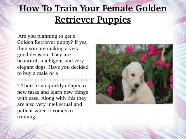How to train your female golden retriever puppies