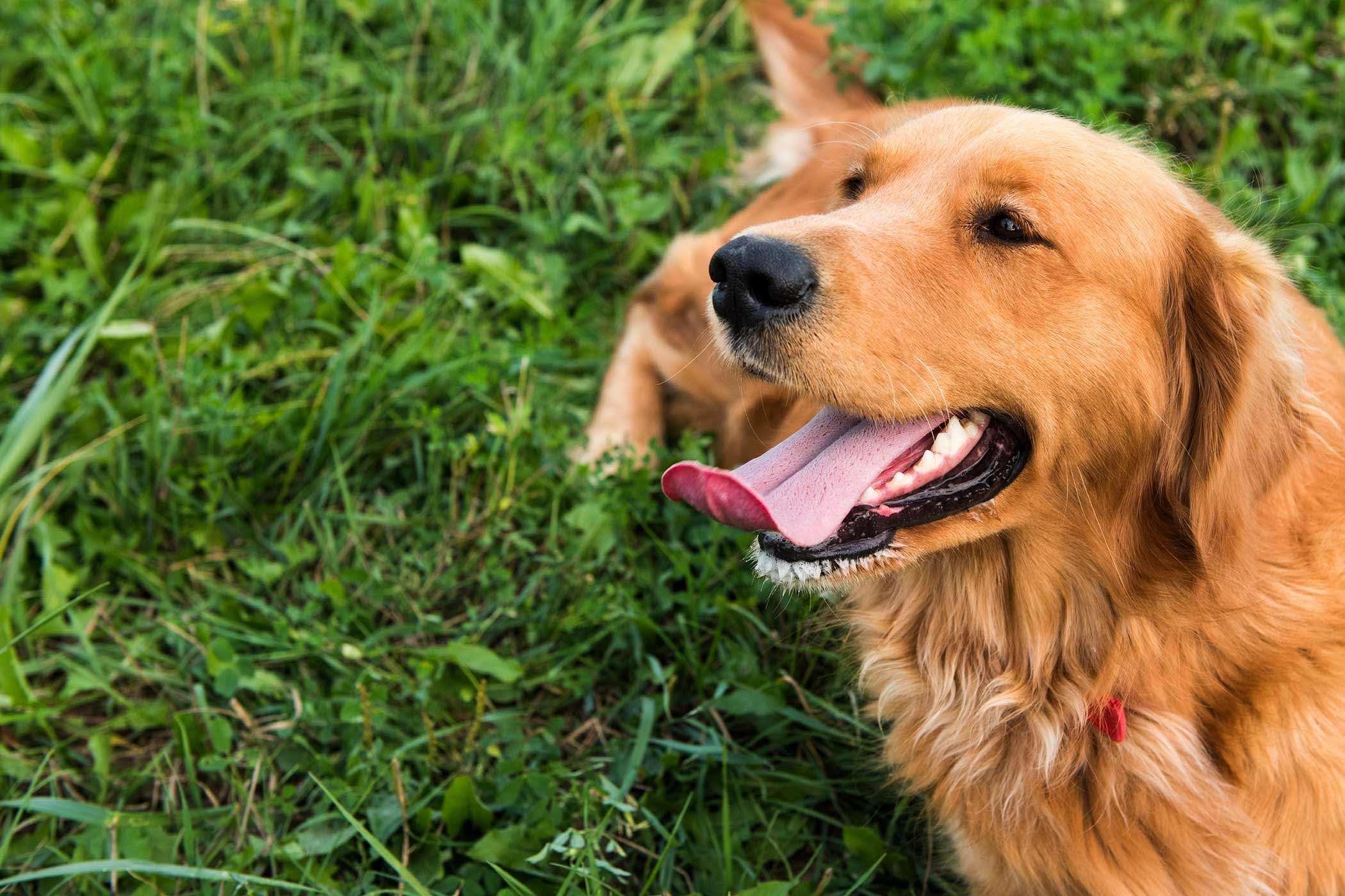 How to Train Your Golden Retriever Dog to Not Bark at ...