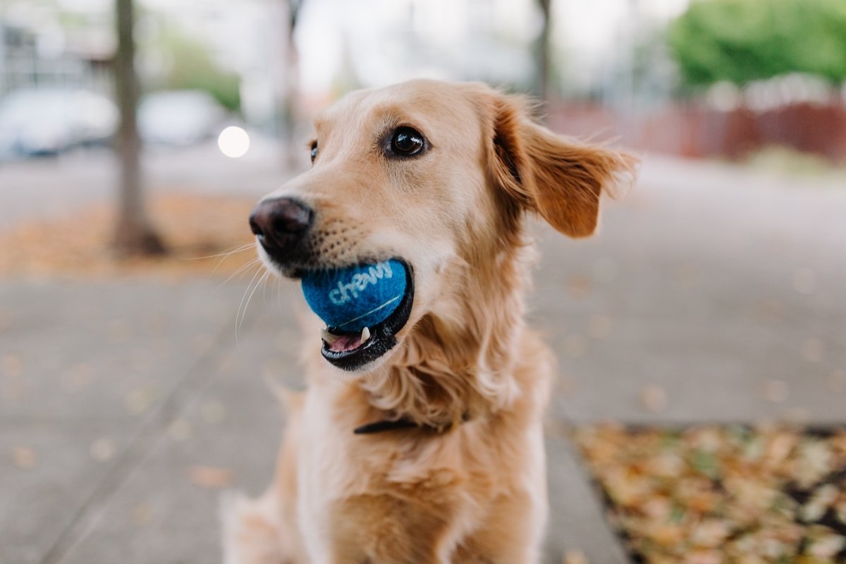 How To Train Your Golden Retriever To Stop Chewing?