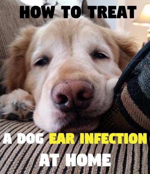 How to Treat a Dog