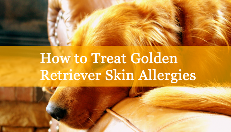How to Treat Golden Retriever Skin Allergies