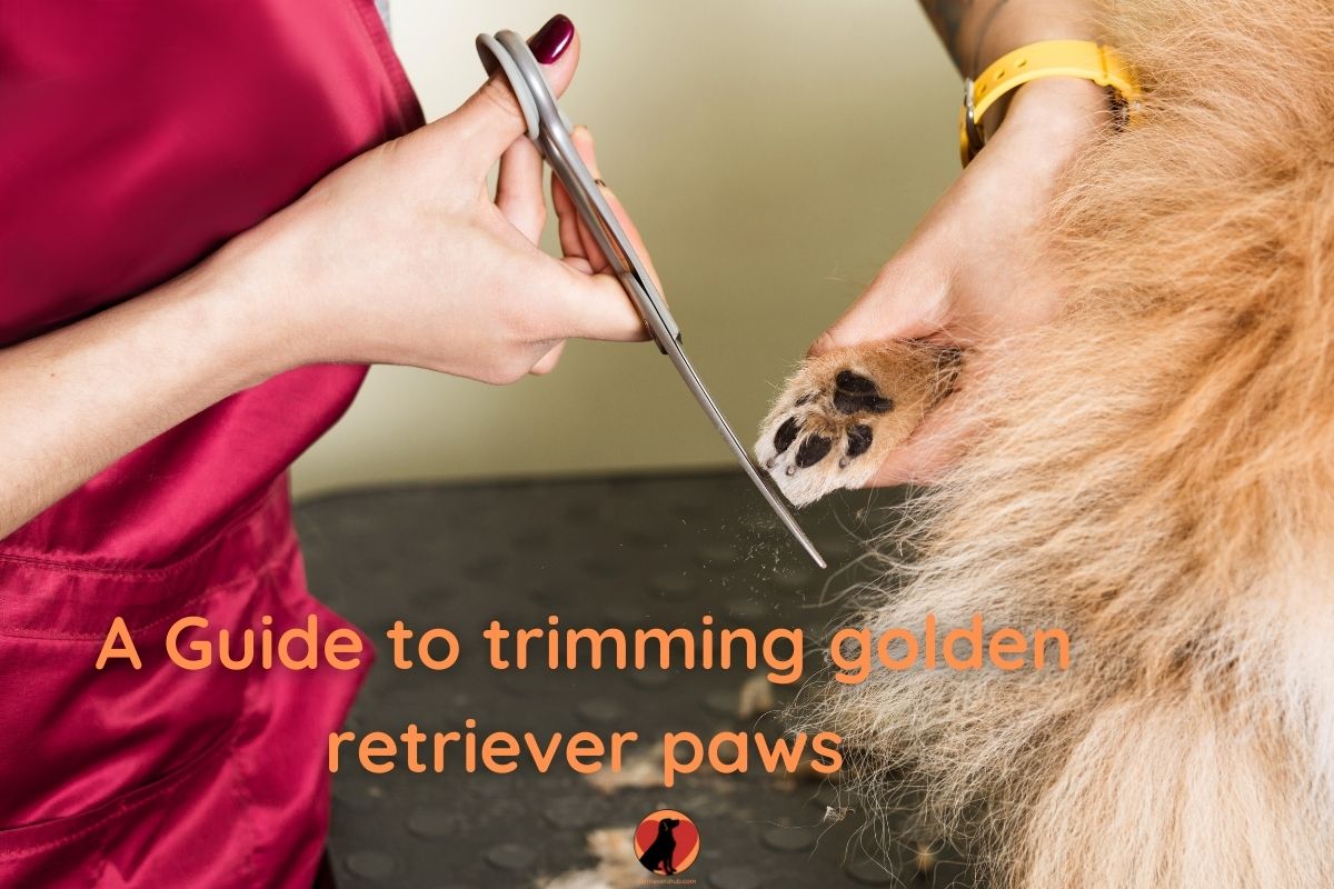 How to Trim Golden Retriever Paws