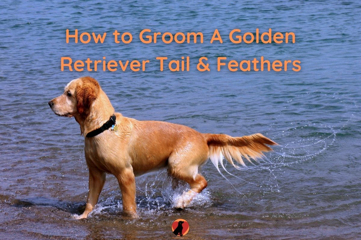 How to Trim Golden Retriever Tail & Feathers