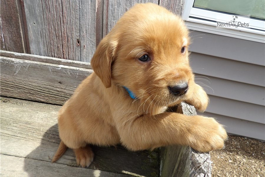 Hunter: Golden Retriever puppy for sale near Northern ...