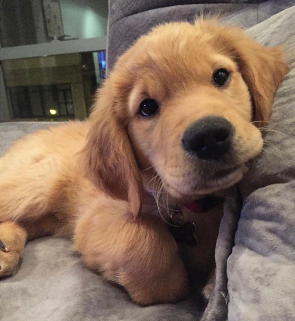 I want a golden retriever puppy Terry Albert upprevention.org