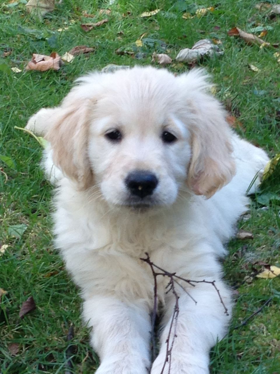 If we dont have any golden retriever puppies for sale at ...
