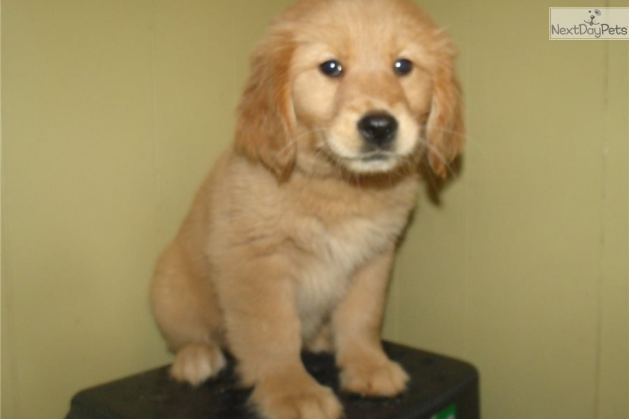 India: Golden Retriever puppy for sale near North Jersey ...