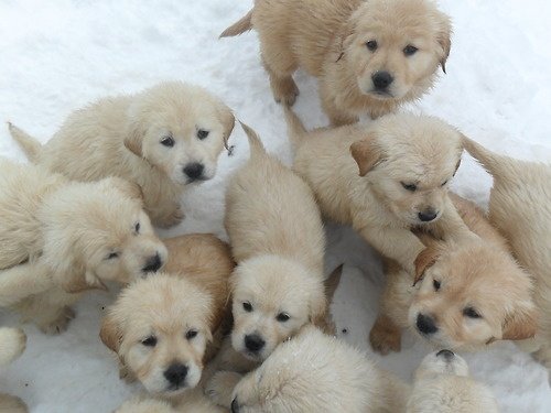 Irish cream golden retriever pups