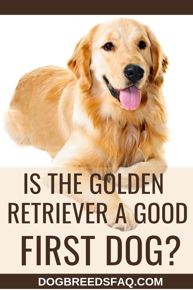 Is a Golden Retriever a Good First Dog?
