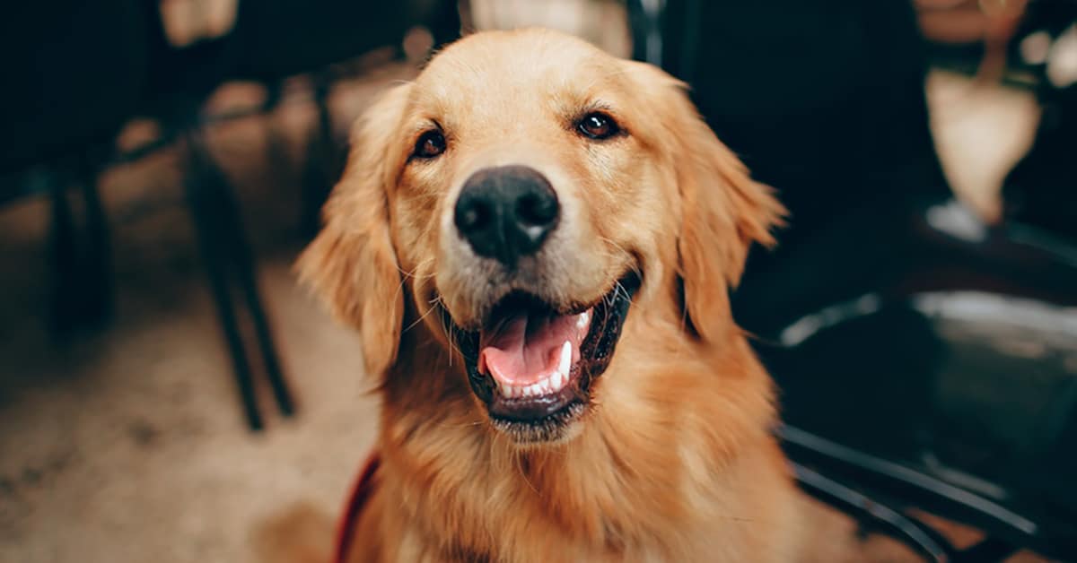 Is A Golden Retriever Right For Me? [Quiz] â Golden Hearts