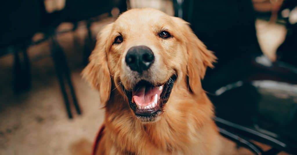Is A Golden Retriever Right For Me? [Quiz] – Golden Hearts