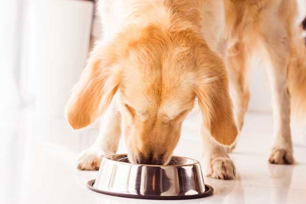 Is Purina Pro Plan Good for Golden Retrievers