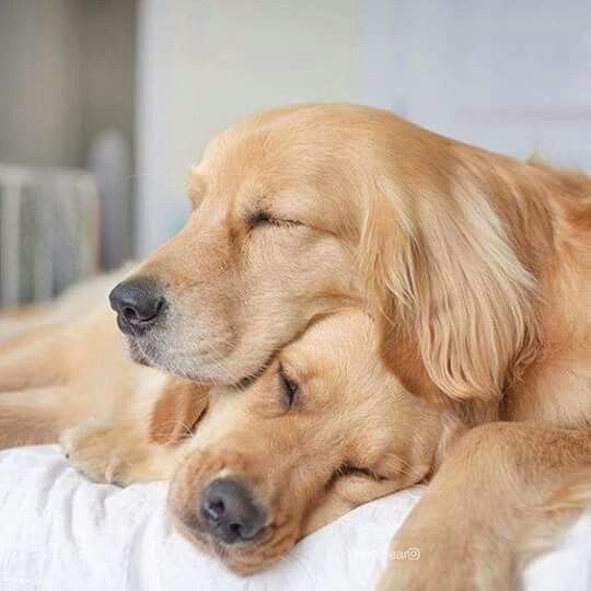 It can take awhile to find the perfect pillow!