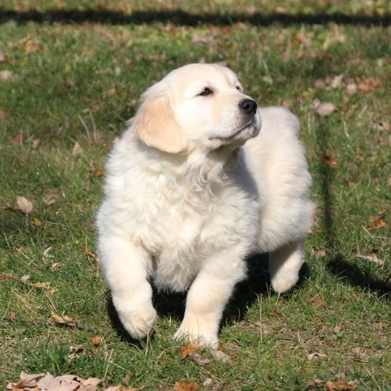 Jackson Golden Retriever Puppy 661633