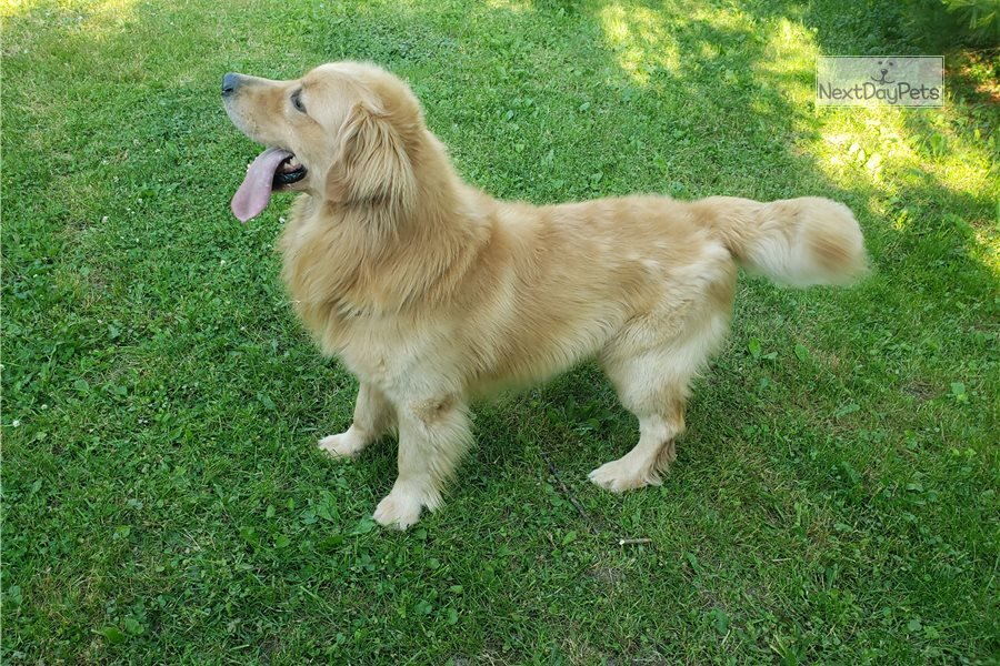 Jackson: Golden Retriever puppy for sale near Chicago ...