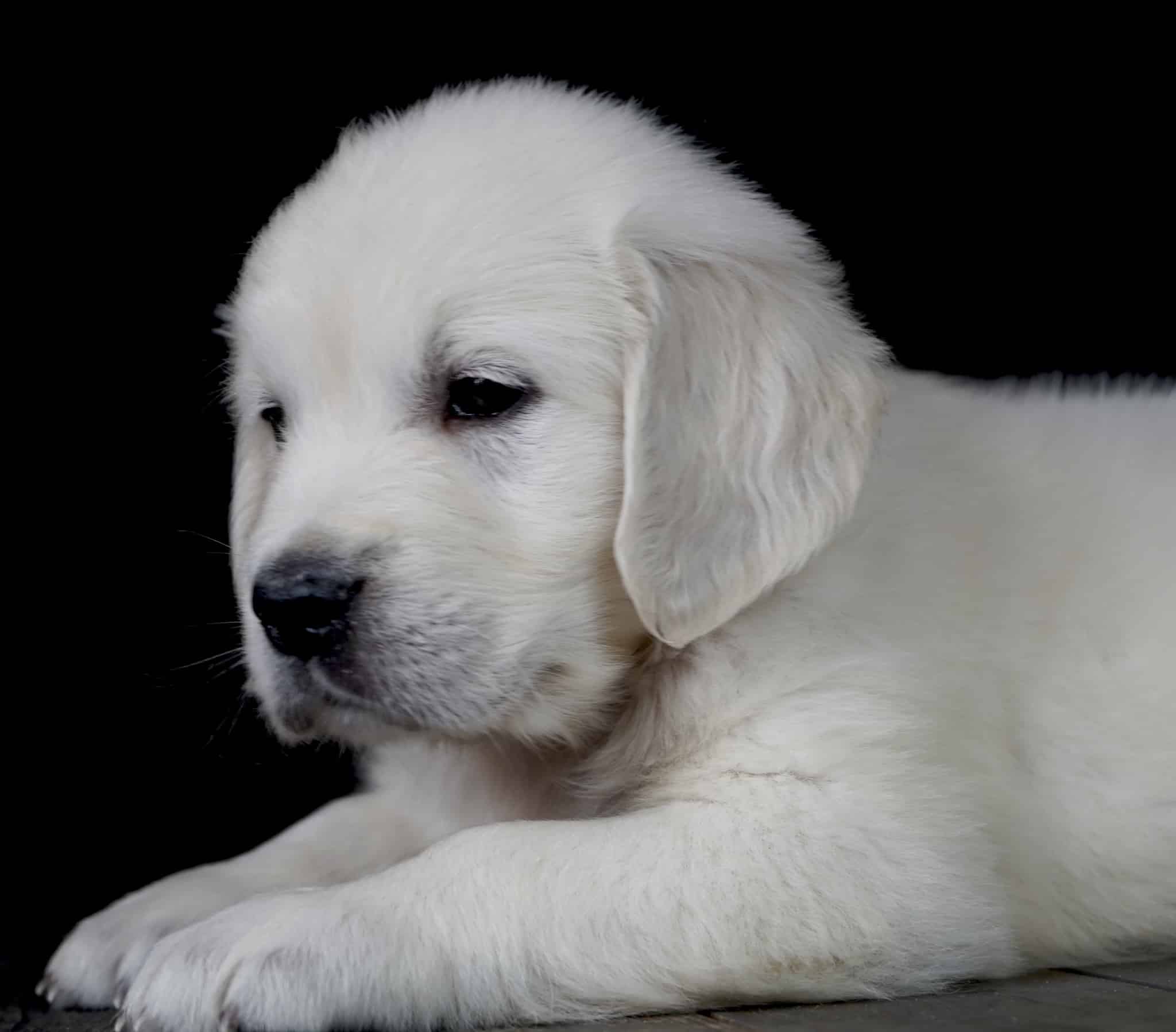 Jackson is a English Cream Golden Retriever puppy for sale in Fort ...