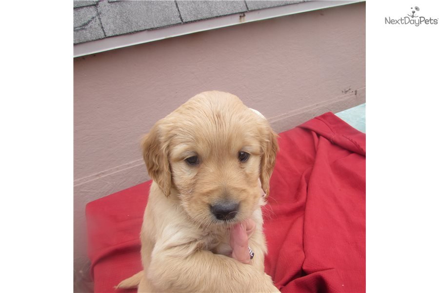 Jacob: Golden Retriever puppy for sale near Manhattan ...