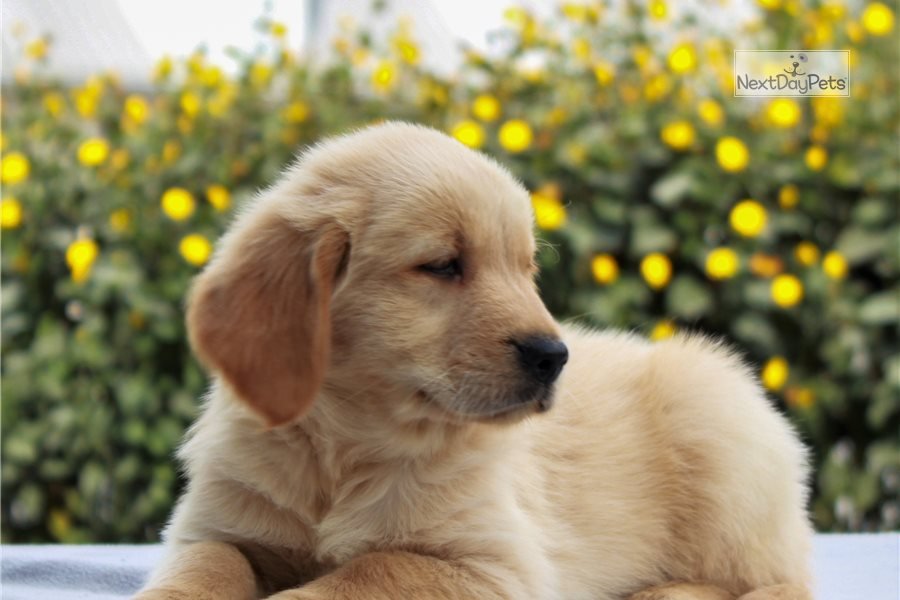 James: Golden Retriever puppy for sale near Harrisburg ...
