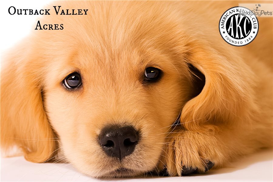 Jingle: Golden Retriever puppy for sale near Pittsburgh, Pennsylvania ...