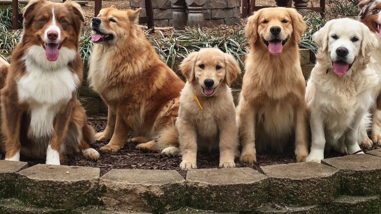 KeenDog Golden Retriever Puppy Training: What To Expect ...
