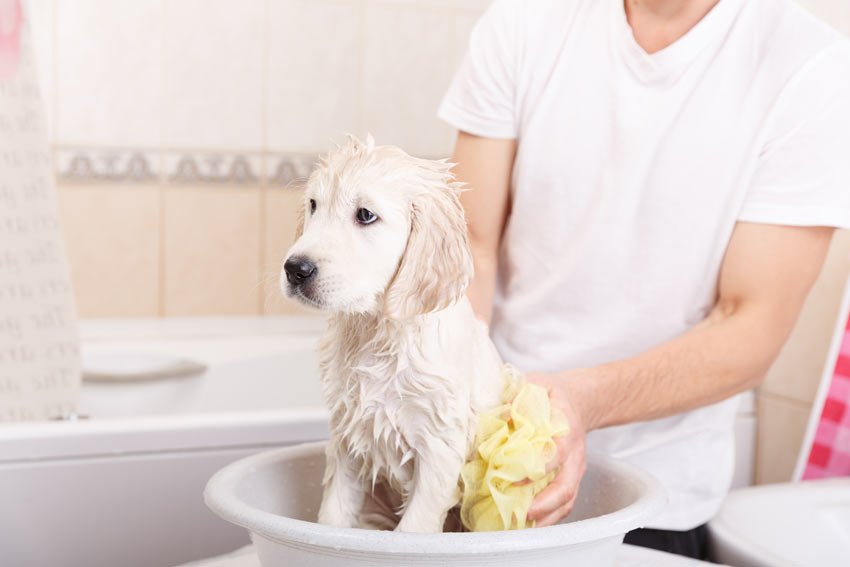 Keeping Your Dog Clean
