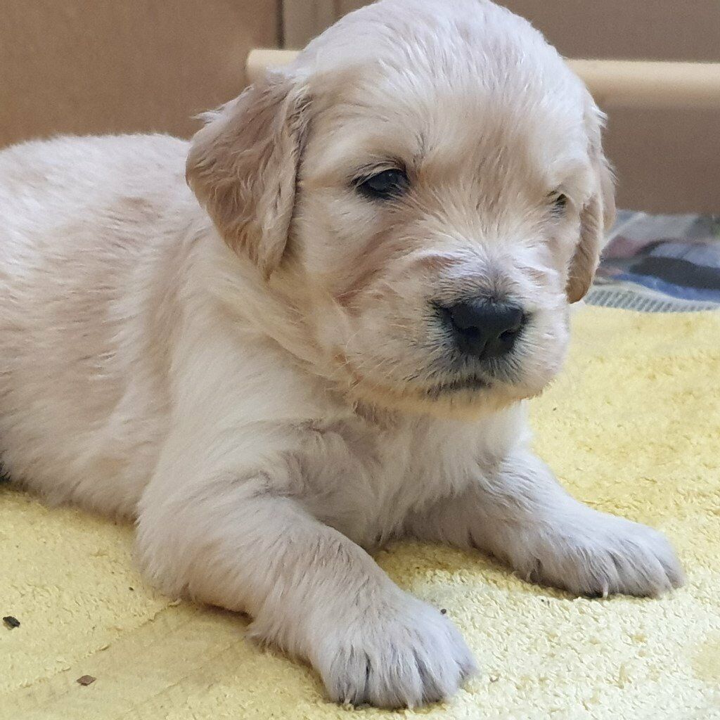 Kennel Club Registered Golden Retriever Puppies for Sale