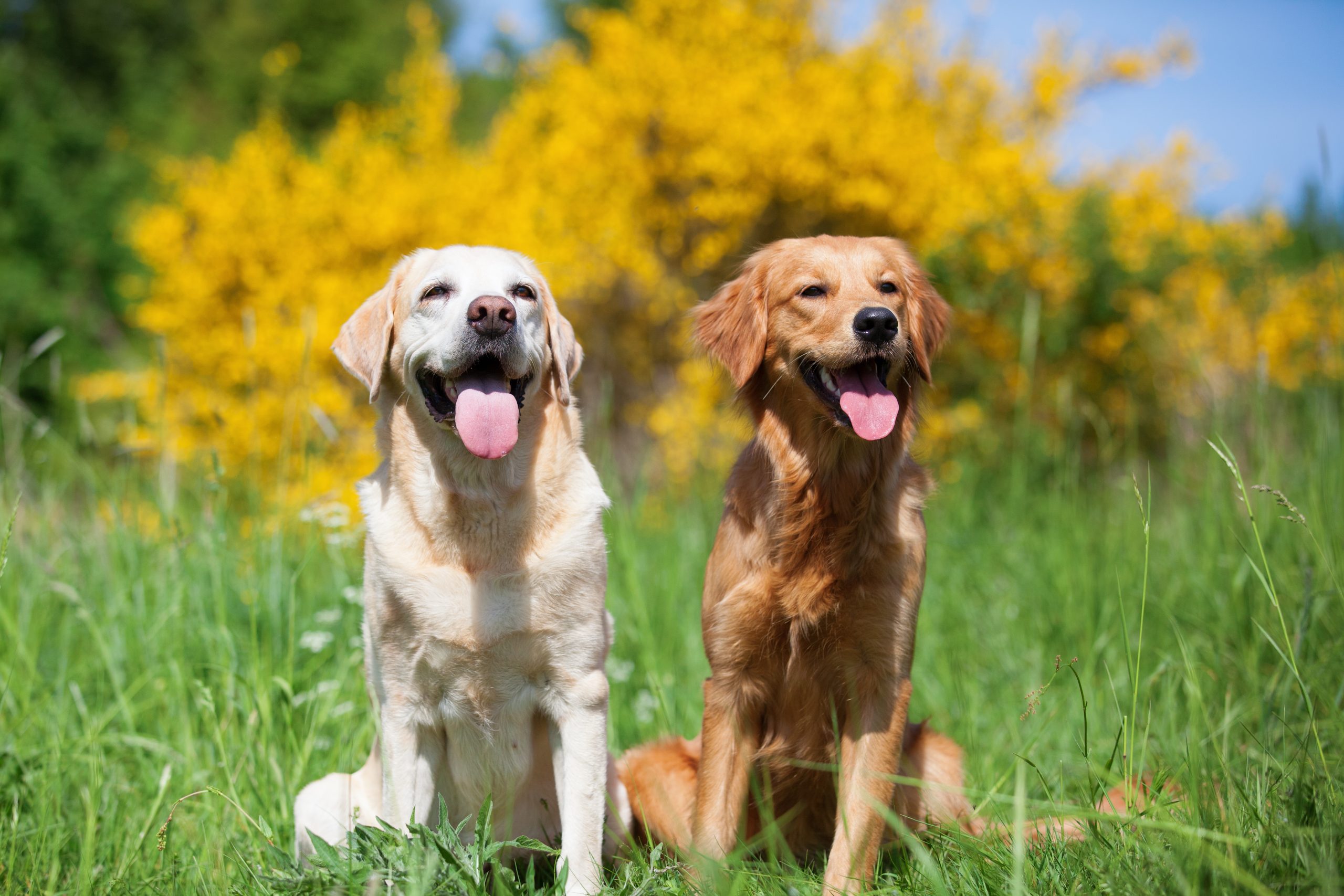Labrador vs Golden Retriever: which one is for you ...